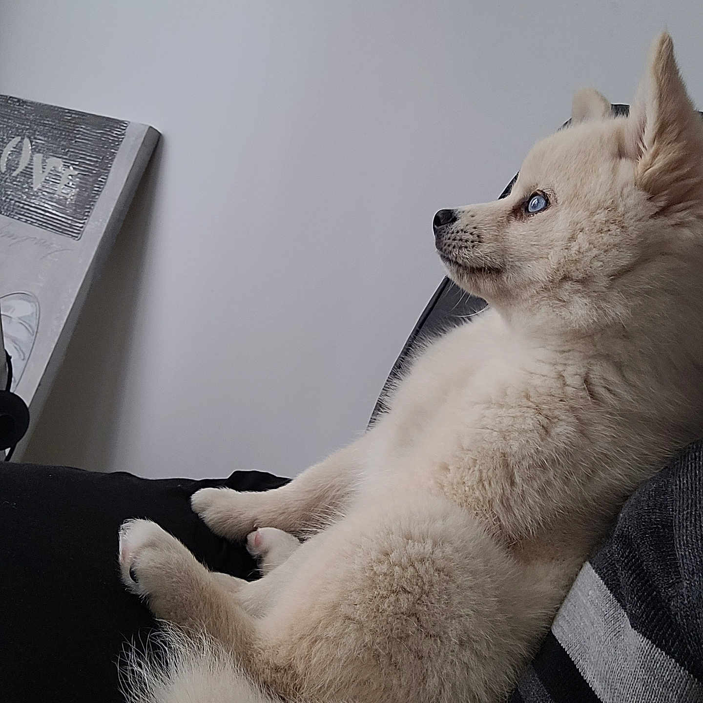 Vasko a rejoint le concours — aidez-le/la à gagner de superbes lots ! animal, arcticfox, bed, canine, cat, computer, couch, dog, electronics, eskimodog, fox, furniture, husky, kitten, laptop, pc, pet, puppy, siamese, whitedog