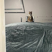 Fitz is registered to the contest to win money with this photo: cat, tabby_cat, collar, indoor, garage, tarp, cover, wall, pipe, shadow, curious, pet, feline, animal, sitting, looking, gray, texture, quiet, still_life