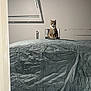 cat, tabby_cat, collar, indoor, garage, tarp, cover, wall, pipe, shadow, curious, pet, feline, animal, sitting, looking, gray, texture, quiet, still_life