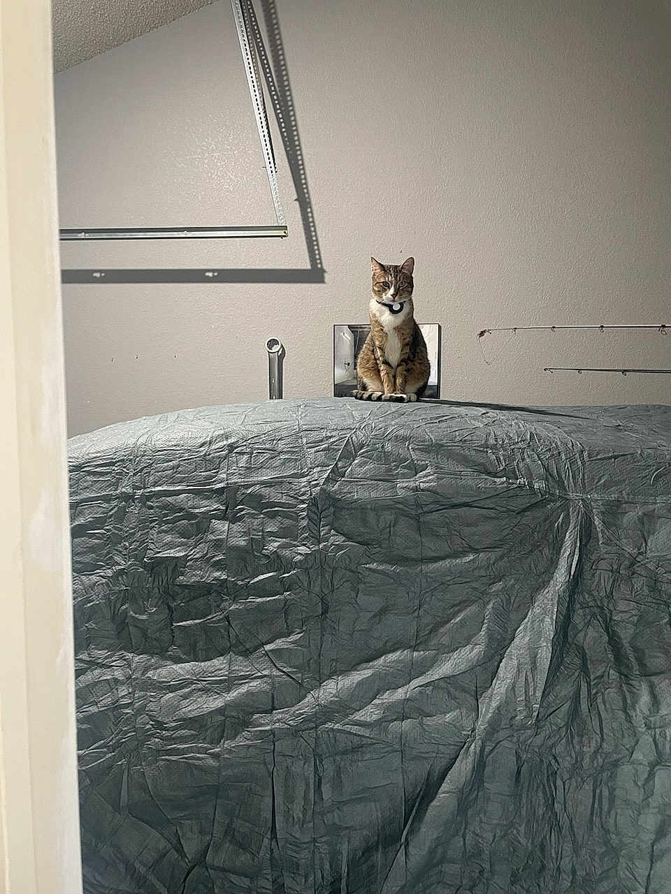 Fitz is registered to the contest to win money with this photo: cat, tabby_cat, collar, indoor, garage, tarp, cover, wall, pipe, shadow, curious, pet, feline, animal, sitting, looking, gray, texture, quiet, still_life