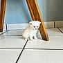 Flocky participe au concours pour gagner de l'argent avec cette photo : angora, animal, barstool, canine, cat, dog, eskimodog, furniture, hardwood, indoors, interiordesign, kitten, manx, pet, plywood, puppy, tile, white, whitedog, wood