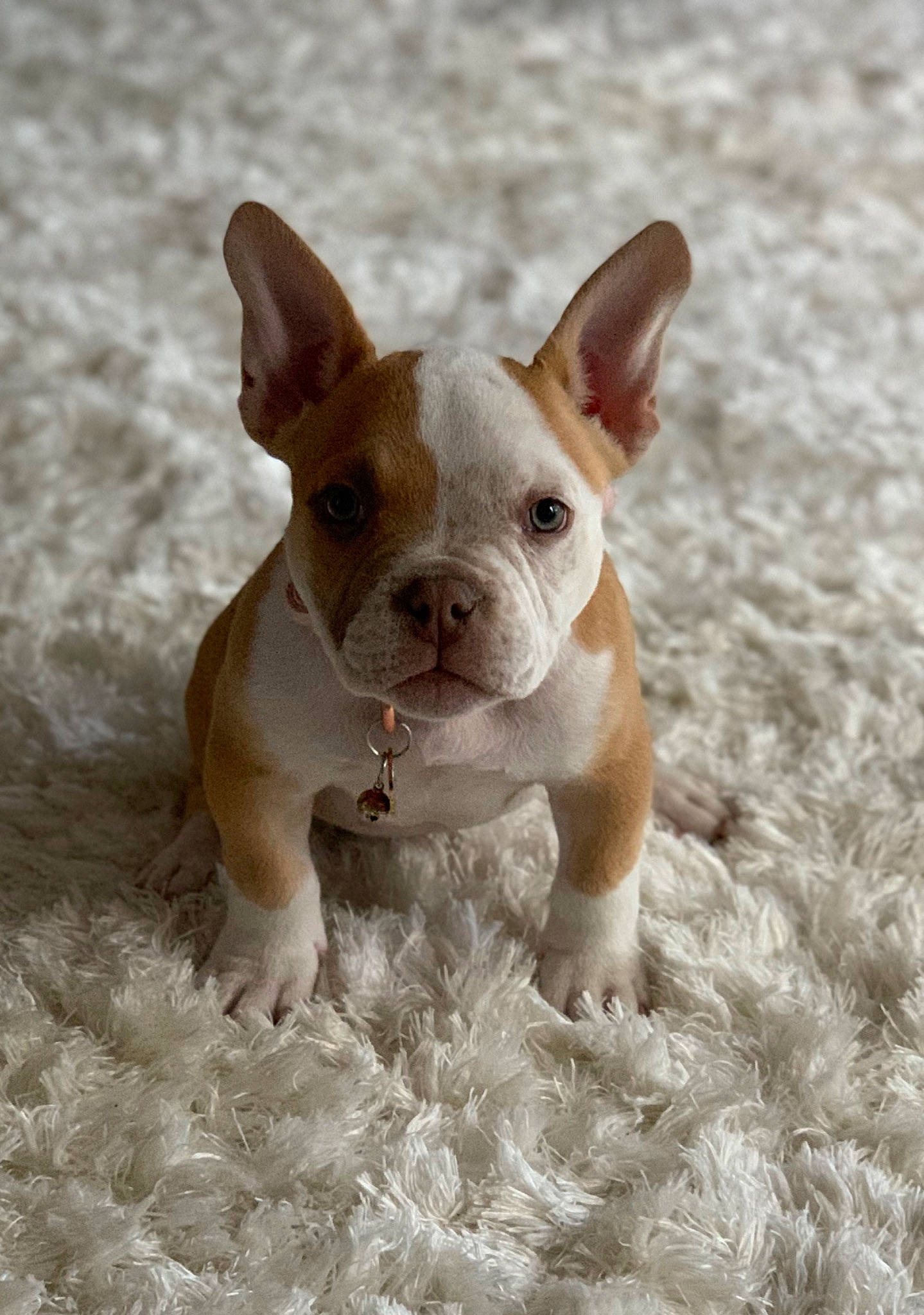 Luna joined the competition — help win amazing prizes! canidae, carnivore, comfort, companion_dog, dog, dog_breed, ear, eye, fawn, grass, non_sporting_group, puppy, snout, sporting_group, tail, terrestrial_animal, toy_dog, whiskers, working_animal