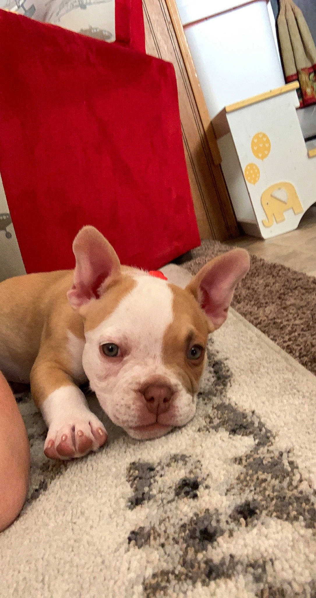 Luna joined the competition — help win amazing prizes! box, bulldog, canidae, carnivore, comfort, companion_dog, dog, dog_breed, ear, fawn, fur, non_sporting_group, snout, sporting_group, terrestrial_animal, toy_dog, whiskers, working_animal, wrinkle