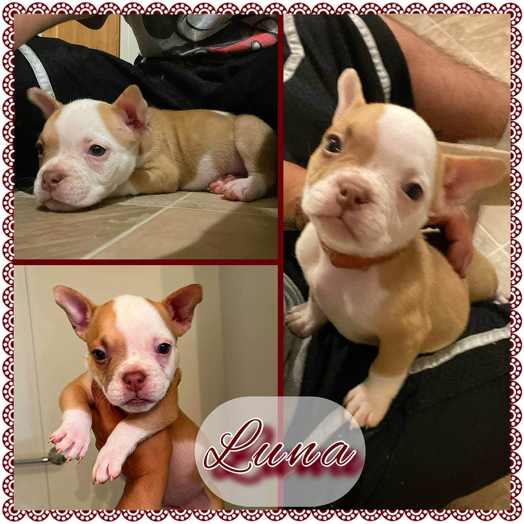 Luna joined the competition — help win amazing prizes! ancient_dog_breeds, carnivore, circle, companion_dog, dog, dog_breed, ear, fawn, font, non_sporting_group, pet_supply, photo_caption, photograph, photography, pink, snapshot, snout, vertebrate, white, working_animal