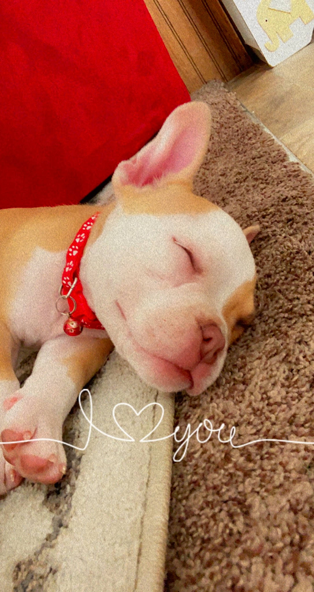 Luna is registered to the contest to win money with this photo: carnivore, collar, companion_dog, dog, dog_breed, dog_collar, ear, eye, fawn, foot, happy, head, human_body, human_leg, paw, snout, sporting_group, tail, whiskers, working_animal