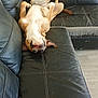 Athéna participe au concours pour gagner de l'argent avec cette photo : animal, brown, canine, comfort, couch, dog, domestic, floor, funny_pose, fur, home, indoor, leather, living_room, pet, relaxed, sleeping, stretching, upside_down, white