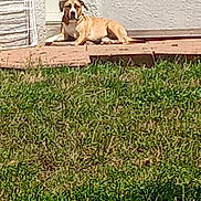 Athéna participe au concours pour gagner de l'argent avec cette photo : animal, backyard, brown_dog, calm, canine, daytime, dog, door, grass, laying_down, nature, outdoor, patio, pet, quiet, relaxed, resting, sunlight, wall, white_wall