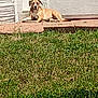 animal, backyard, brown_dog, calm, canine, daytime, dog, door, grass, laying_down, nature, outdoor, patio, pet, quiet, relaxed, resting, sunlight, wall, white_wall