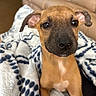Scrappy Doo joined the competition — help win amazing prizes! animal, blanket, brown, close_up, comfort, couch, cozy, cute, dog, ears, eyes, fur, home, indoor, pet, puppy, relaxed, resting, snout, young
