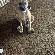 Scrappy Doo is registered to the contest to win money with this photo: animal, brown_carpet, canine, couch, cozy, curious, cute, dog, domestic_animal, ears, expression, floor, fur, indoor, looking_up, one_ear_flopped, pet, puppy, sitting, young_dog