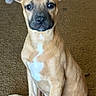 Scrappy Doo is registered to the contest to win money with this photo: animal, brown_carpet, canine, companion, cute, dog, ears, eyes, floppy_ears, fur, indoor, looking_at_camera, nose, paw, pet, portrait, puppy, sitting, white_patch, young_dog