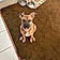Scrappy Doo