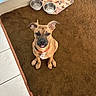 puppy, dog, brown_carpet, red_collar, pet_bowls, decorative_mat, indoor, foot, tattoo, looking_up, tongue_out, cute, pet, animal, floor, tile_floor, home, wall, ear_flaps, sitting