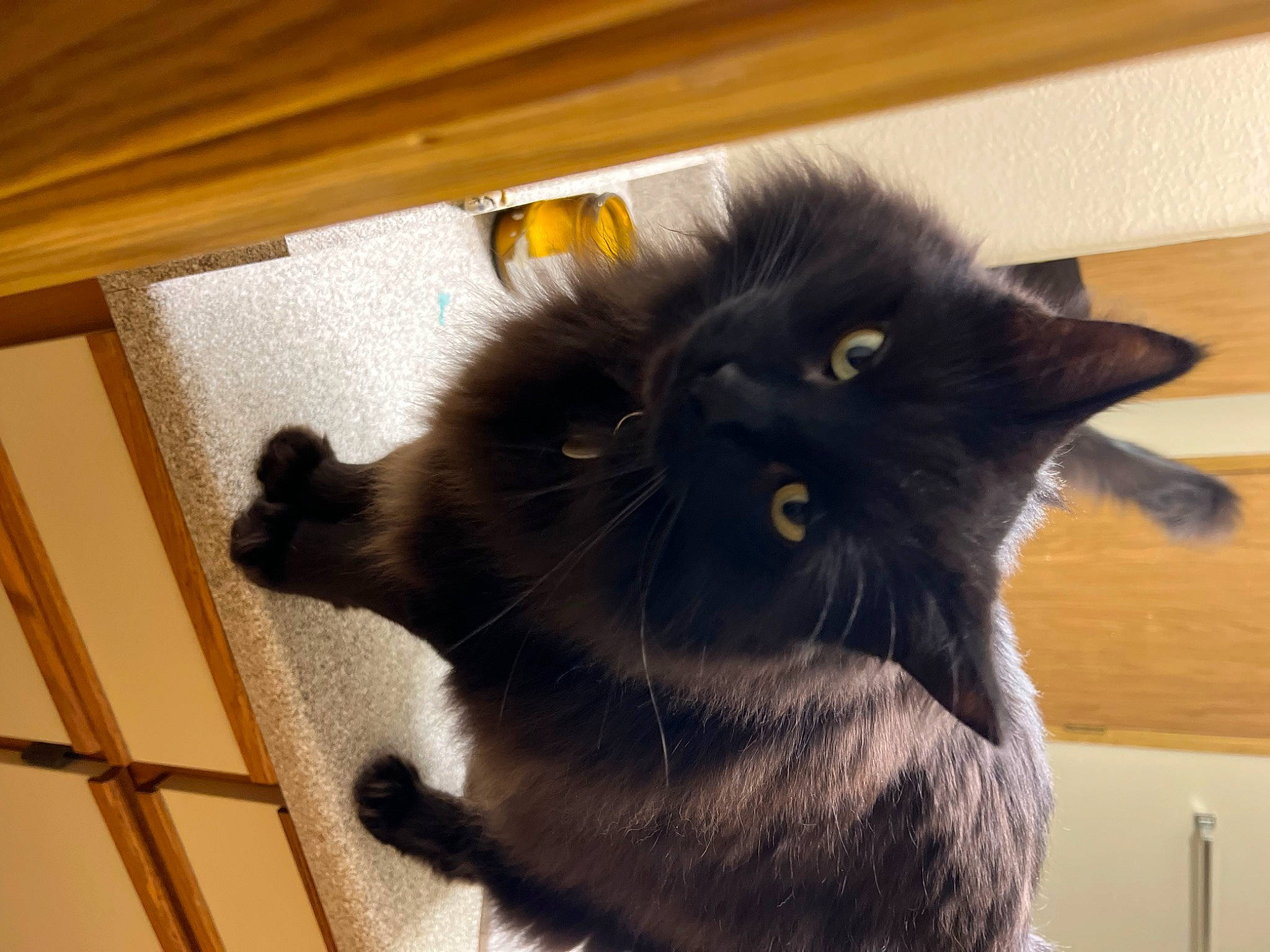 Drogon is registered to the contest to win money with this photo: black_cat, bombay, carnivore, cat, claw, comfort, domestic_short_haired_cat, felidae, flooring, fur, hardwood, paw, small_to_medium_sized_cats, snout, tail, whiskers, window, wood