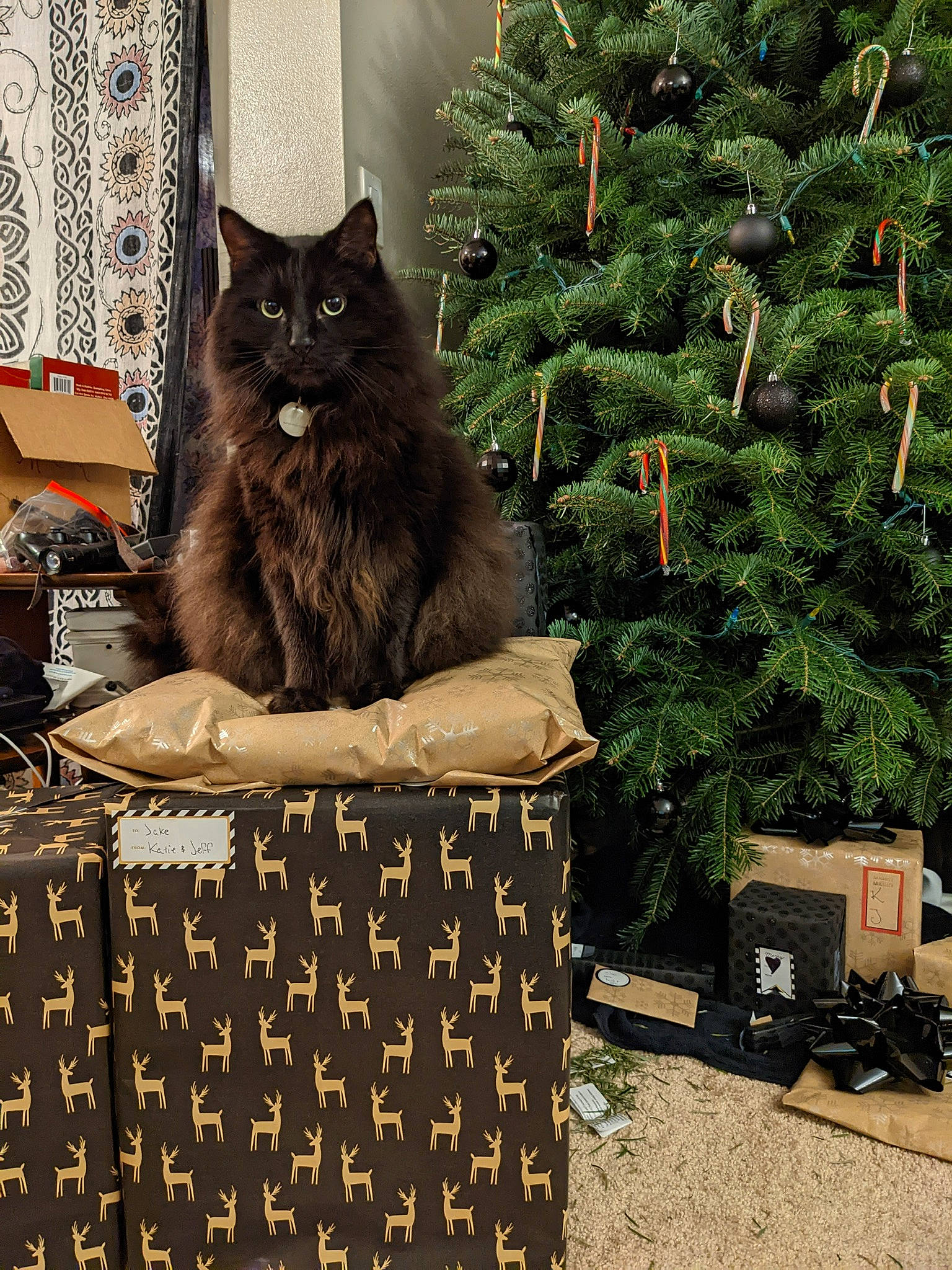 Drogon is registered to the contest to win money with this photo: black_cat, carnivore, cat, christmas_decoration, christmas_tree, conifer, domestic_short_haired_cat, event, evergreen, felidae, flowerpot, fur, grass, plant, shrub, small_to_medium_sized_cats, tail, tree, whiskers, wood
