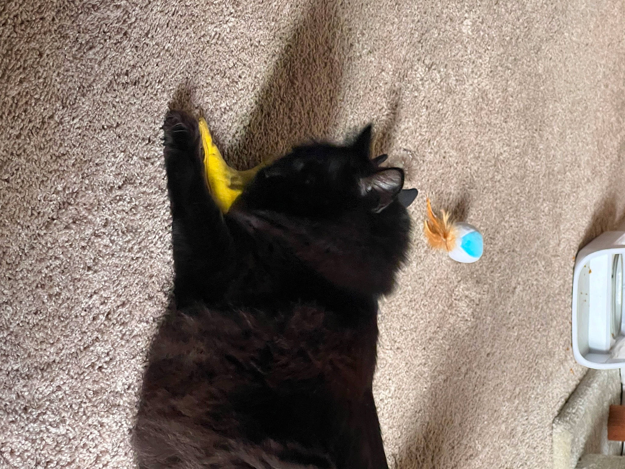 Drogon is registered to the contest to win money with this photo: black_cat, canidae, carnivore, cat, claw, dog_breed, domestic_short_haired_cat, felidae, flooring, fur, paw, road_surface, shadow, small_to_medium_sized_cats, snout, sporting_group, tail, terrestrial_animal, tints_and_shades, whiskers