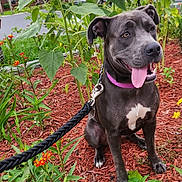 Beautiful joined the competition — help win amazing prizes! animal, canine, close_up, collar, companion, daytime, dog, flower_garden, greenery, happy, leash, mammal, mulch, nature, outdoor, pet, plants, sitting, sunflower, tongue_out
