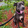 animal, canine, close_up, collar, companion, daytime, dog, flower_garden, greenery, happy, leash, mammal, mulch, nature, outdoor, pet, plants, sitting, sunflower, tongue_out