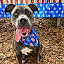 american_flag, animal, bandana, blue, brown, canine, dog, fur, happy, leaves, nature, outdoor, patriotic, pet, sitting, smiling, summer, table, tongue_out, tree