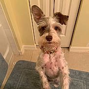 Sadie is registered to the contest to win money with this photo: dog, pet, bathroom, floor, blue_mat, door, tile_floor, collar, curious, standing, scruffy, white_fur, brown_fur, ears, indoor, looking_up, animal, cute, companion, home