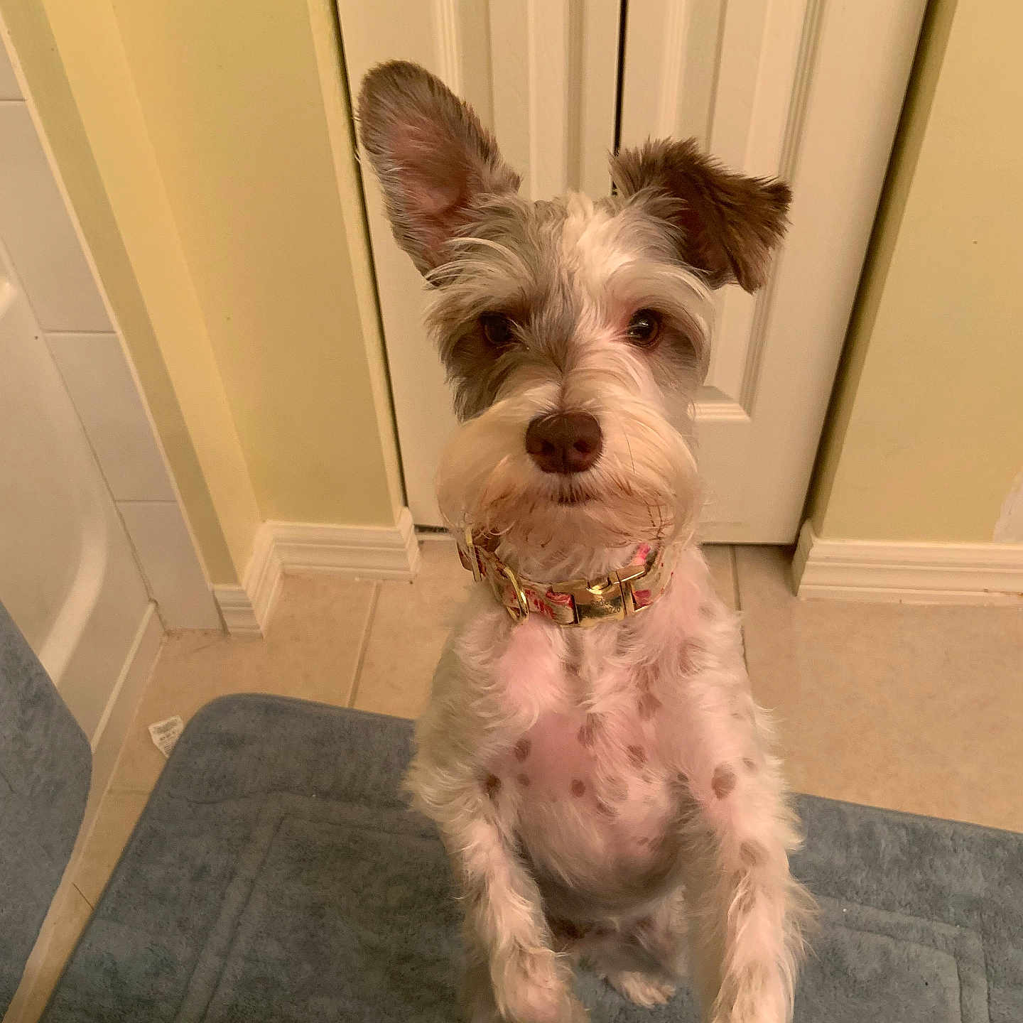 Sadie is registered to the contest to win money with this photo: animal, bathroom, blue_mat, brown_fur, collar, companion, curious, cute, dog, door, ears, floor, home, indoor, looking_up, pet, scruffy, standing, tile_floor, white_fur