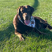 Bojangles joined the competition — help win amazing prizes! dog, labrador, brown_dog, bandana, grass, outdoor, sunlight, tongue_out, pet, canine, animal, lying_down, summer, happy, nature, greenery, mammal, playful, domestic_animal, relaxing