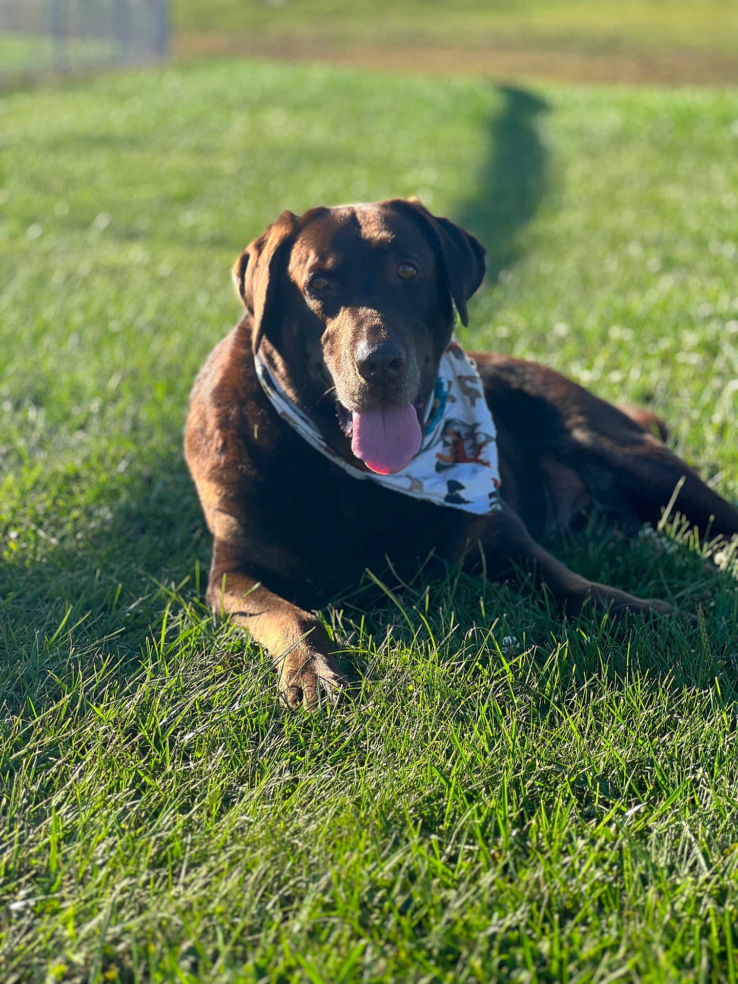 Bojangles joined the competition — help win amazing prizes! dog, labrador, brown_dog, bandana, grass, outdoor, sunlight, tongue_out, pet, canine, animal, lying_down, summer, happy, nature, greenery, mammal, playful, domestic_animal, relaxing