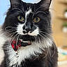 Jasper Vecna is registered to the contest to win money with this photo: animal, background_blur, bell, black_and_white, cat, close_up, collar, cute, domestic_animal, face, feline, fluffy, fur, indoor, pet, plaid, portrait, soft_focus, whiskers, yellow_eyes