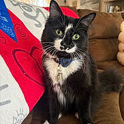 Jasper Vecna is registered to the contest to win money with this photo: cat, black_and_white, green_eyes, bow_tie, collar, pet, indoor, couch, blanket, feline, whiskers, cute, domestic_animal, fur, sitting, looking, household, cozy, portrait, animal