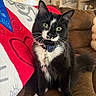 cat, black_and_white, green_eyes, bow_tie, collar, pet, indoor, couch, blanket, feline, whiskers, cute, domestic_animal, fur, sitting, looking, household, cozy, portrait, animal