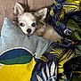 animal, blanket, canine, dog, dogbed, eskimodog, pet, puppy, quilt