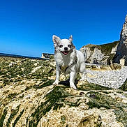 Nakou participe au concours pour gagner de l'argent avec cette photo : dog, small_dog, white_dog, rock, moss, beach, cliffs, sky, sunny, outdoor, nature, harness, smiling_dog, happy, coast, sea, landscape, pet, standing, daytime