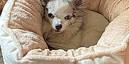 Nakou a rejoint le concours — aidez-le/la à gagner de superbes lots ! animal, bed, canine, dog, dogbed, furniture, pet, toy