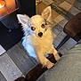 animal, architecture, building, canine, cockerspaniel, couch, cushion, dog, electronics, eskimodog, furniture, homedecor, indoors, interiordesign, papillon, person, pet, puppy, screen, tape