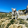 dog, small_dog, white_dog, rock, moss, beach, cliffs, sky, sunny, outdoor, nature, harness, smiling_dog, happy, coast, sea, landscape, pet, standing, daytime