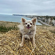 Roxy a rejoint le concours — aidez-le/la à gagner de superbes lots ! dog, happy, smiling, straw, pile, coast, cliff, ocean, cloudy_sky, outdoor, nature, landscape, fur, canine, tongue_out, animal, field, grass, collar, scenic