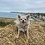 Roxy a rejoint le concours — aidez-le/la à gagner de superbes lots ! dog, happy, smiling, straw, pile, coast, cliff, ocean, cloudy_sky, outdoor, nature, landscape, fur, canine, tongue_out, animal, field, grass, collar, scenic