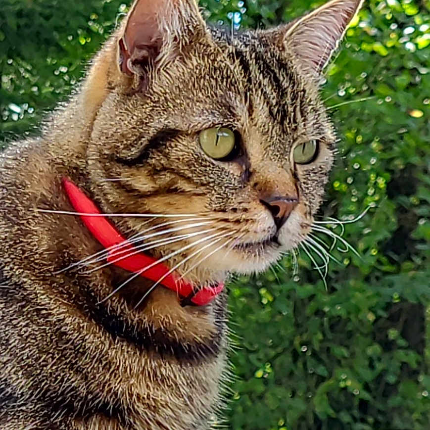 Paco