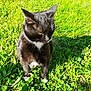 animal, black_cat, cat, closeup, daylight, ears, feline, fur, grass, greenery, nature, outdoor, pet, quiet, shadow, sitting, sunlight, whiskers, white_chest, white_paws