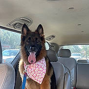 Addie is registered to the contest to win money with this photo: dog, german_shepherd, pet, inside_car, bandana, leash, tongue_out, happy, seated, car_seat, window, sunlight, seatbelt, animal, mammal, fur, ears, transport, vehicle, domestic_animal
