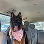 dog, german_shepherd, pet, inside_car, bandana, leash, tongue_out, happy, seated, car_seat, window, sunlight, seatbelt, animal, mammal, fur, ears, transport, vehicle, domestic_animal