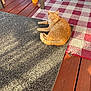 cat, orange_tabby, rug, wooden_deck, sunlight, toy_ball, red_and_white_rug, animal, pet, feline, relaxed, outdoor, flooring, striped_fur, playful, cozy, daylight, resting, domestic_cat, sunshine