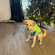 Lemon is registered to the contest to win money with this photo: dog, hoodie, tie_dye, carpet, christmas_tree, ornaments, lights, window, curtains, indoor, pet, animal, festive, decorations, sitting, fur, tail, floor, holiday, cute