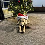 Lemon is registered to the contest to win money with this photo: dog, santa_hat, christmas_tree, carpet, indoor, holiday, decorations, lights, festive, pet, cute, animal, relaxing, christmas, celebration, home, cozy, festivity, winter, seasonal