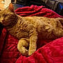 Cookie joined the competition — help win amazing prizes! asian, australian_mist, bed, carnivore, cat, comfort, domestic_short_haired_cat, european_shorthair, felidae, fur, furniture, german_rex, kitten, nap, sleep, small_to_medium_sized_cats, tabby_cat, tail, textile, whiskers