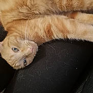 Cookie joined the competition — help win amazing prizes! carnivore, cat, claw, european_shorthair, fawn, felidae, fur, kitten, paw, polydactyl_cat, small_to_medium_sized_cats, tabby_cat, tail, whiskers