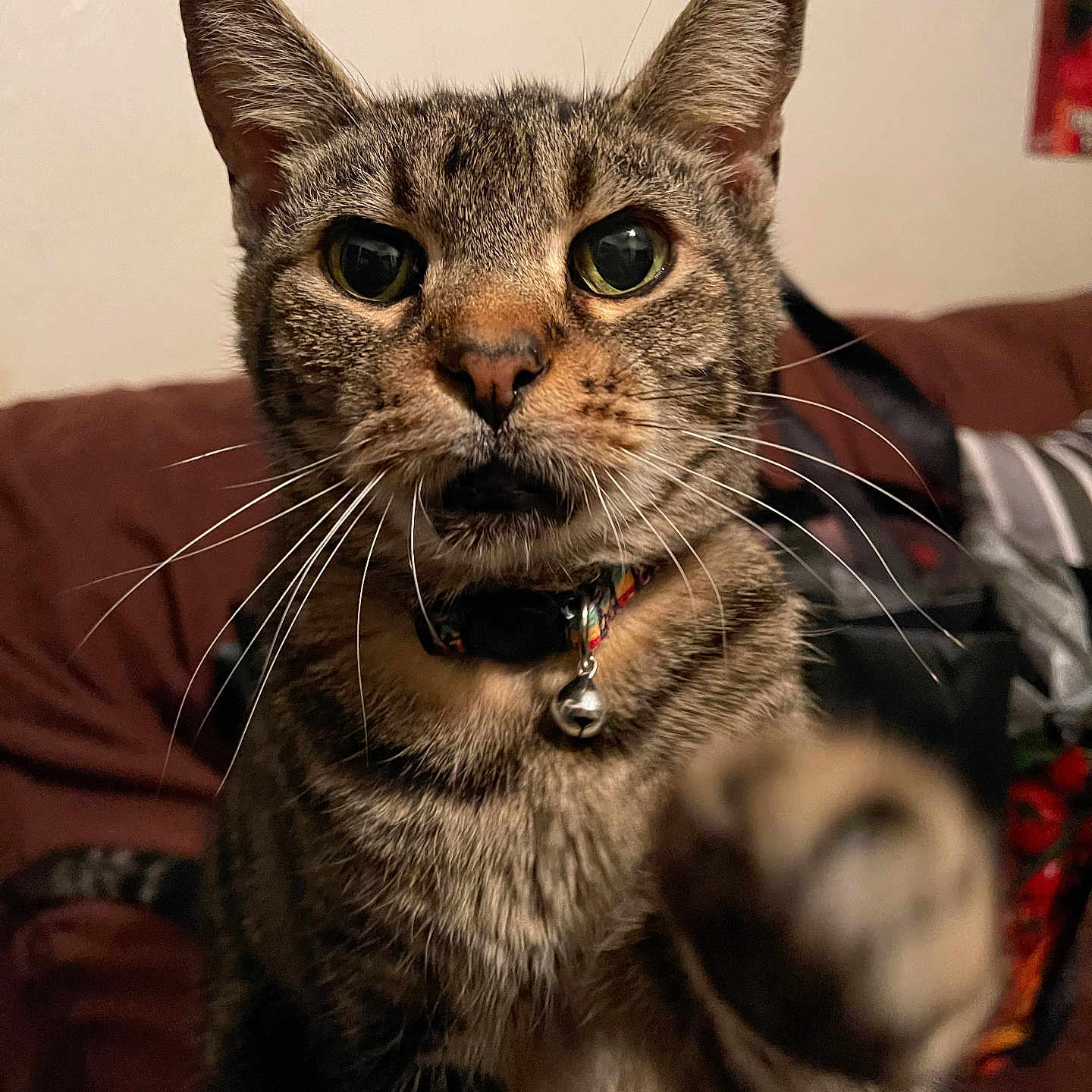 Johnny Depp joined the competition — help win amazing prizes! abyssinian, accessories, animal, architecture, bodypart, building, cat, couch, face, furniture, head, indoors, kitten, livingroom, manx, mouth, person, pet, room, shelf