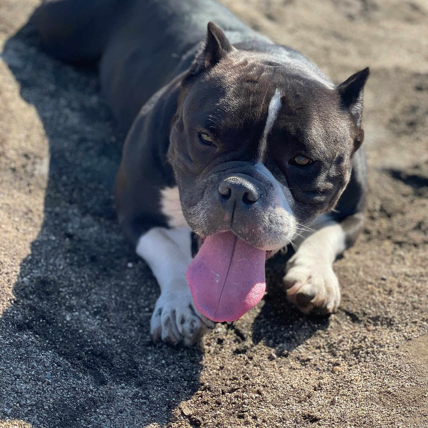 Nugget is registered to the contest to win money with this photo: animal, black_and_white, canine, close_up, companion, dog, fur, happy, lying_down, mammal, nature, outdoor, paw, pet, portrait, resting, sand, summer, sunlight, tongue_out