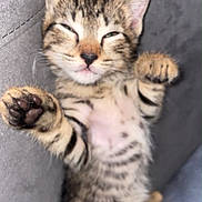 Princesse participe au concours pour gagner de l'argent avec cette photo : kitten, cat, tabby, pet, cute, sleepy, paw, feline, animal, couch, gray, soft, relaxed, indoor, young, fur, whiskers, striped, adorable, cozy