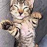 kitten, cat, tabby, pet, cute, sleepy, paw, feline, animal, couch, gray, soft, relaxed, indoor, young, fur, whiskers, striped, adorable, cozy